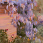 French Wisteria